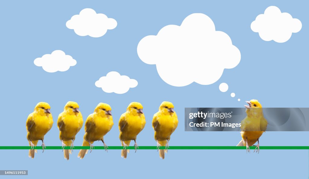 One canary talking to a group of canaries