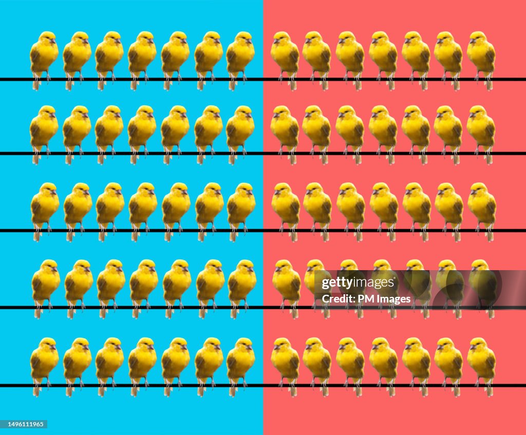 Opposing groups of canaries