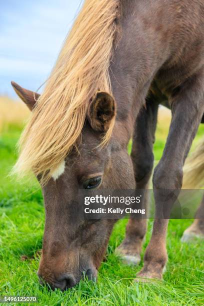 icelandic horse - icelandic horse stock pictures, royalty-free photos & images