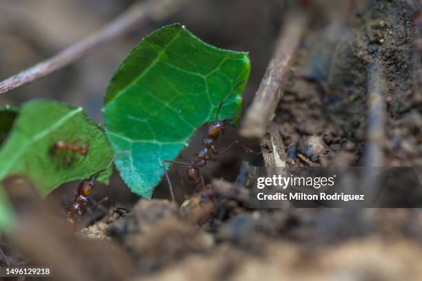 Insects In Peru Amazon Rainforest Insects Photos and Premium High Res Pictures - Getty ...