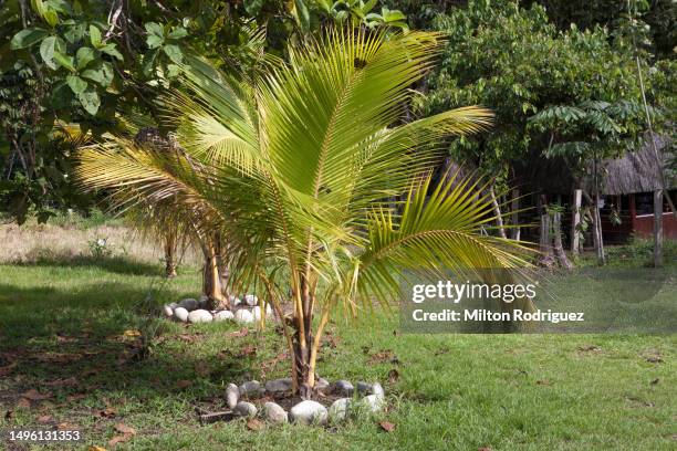 growing jungle palm tree, selva del peru - selva tropical stock pictures, royalty-free photos & images