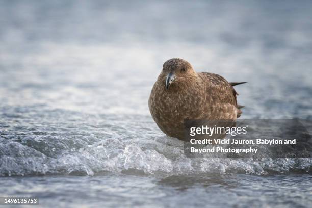 cute close up of skua bird on saunders island, falkland islands - bird island falkland islands stock pictures, royalty-free photos & images