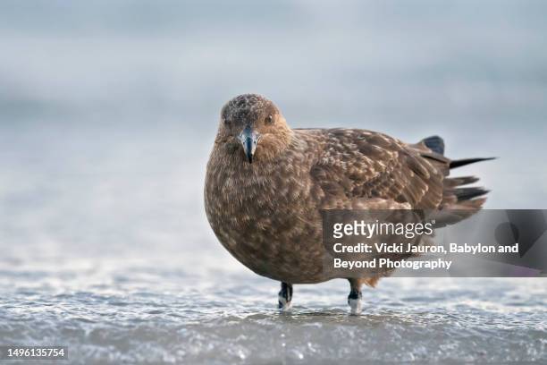 cute close up of skua bird on saunders island, falkland islands - bird island falkland islands stock pictures, royalty-free photos & images