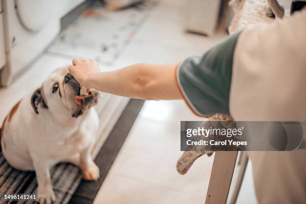 kid offering a little bit of his food to his pet - dog eating a girl out stockfoto's en -beelden