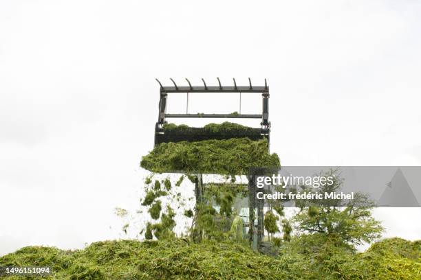 a front tractor dumps grass for silage - ensilage bildbanksfoton och bilder