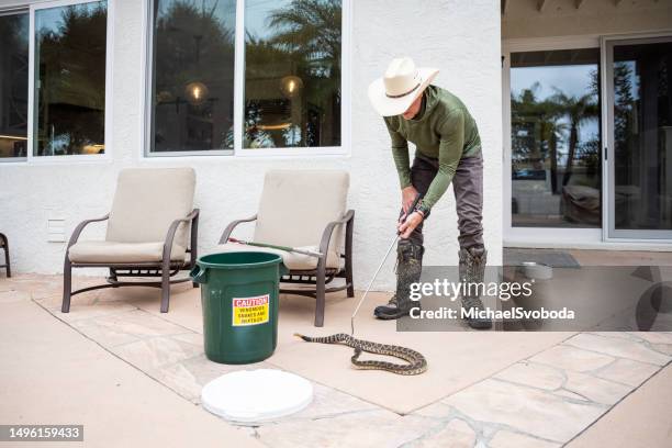 rattle snake wrangler - vipera foto e immagini stock