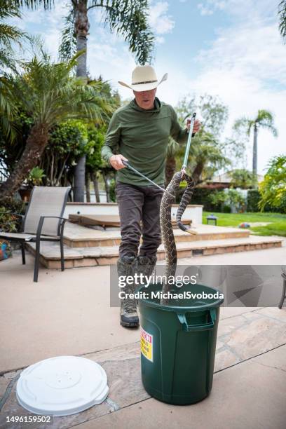 rattle snake wrangler - toxic masculinity stock pictures, royalty-free photos & images