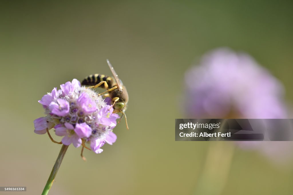 Armeria elongata With An Insect