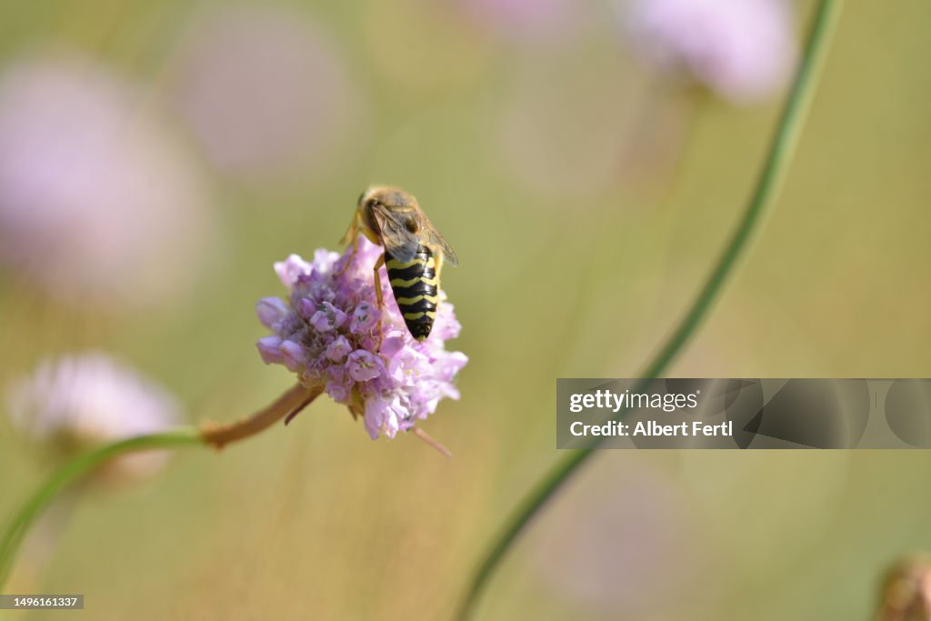 Armeria elongata With An Insect