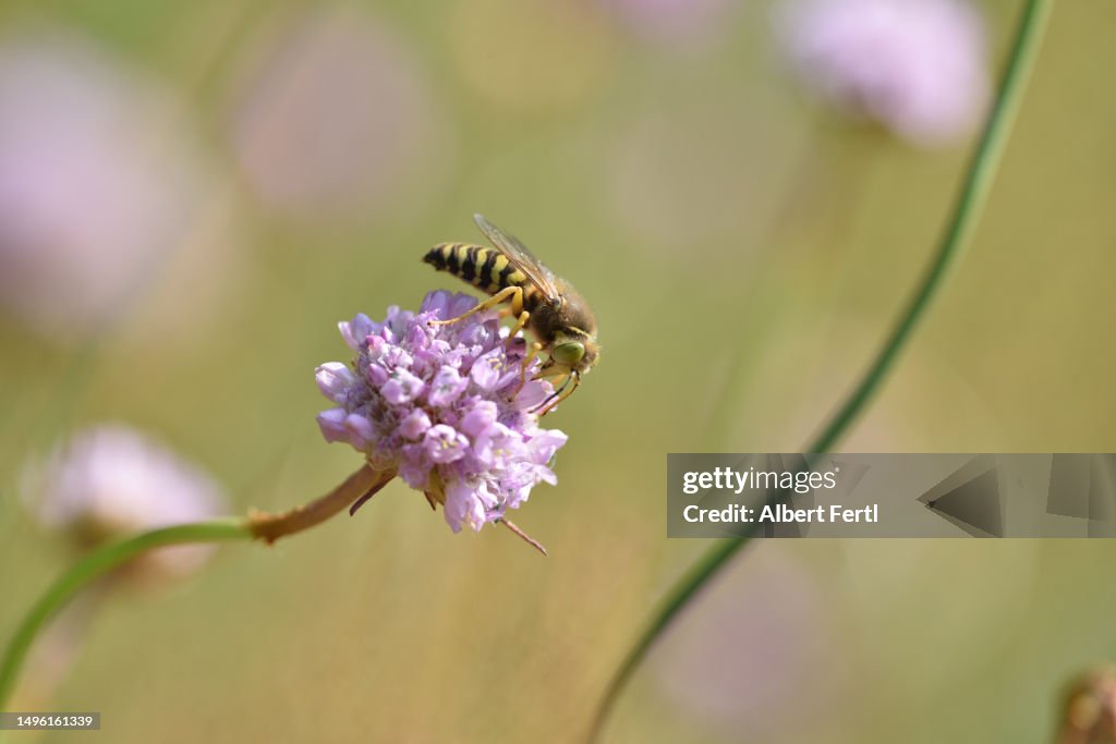 Armeria elongata With An Insect