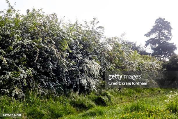 this is england. spring - hagtorn bildbanksfoton och bilder