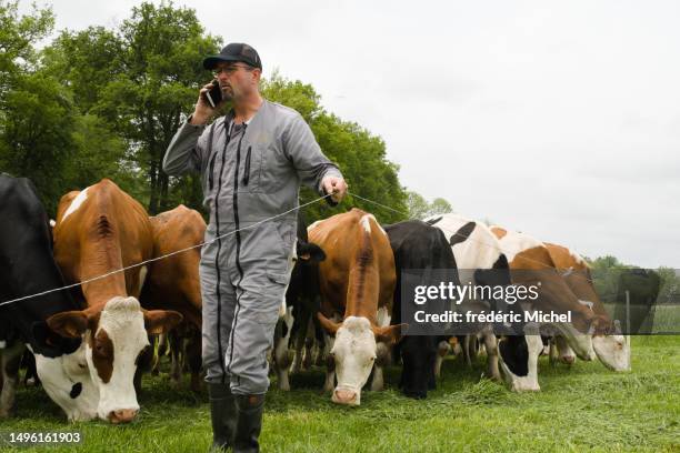 un agriculteur installe une clôture pour ses vaches tout en téléphonant avec son téléphone portable - bovin photos et images de collection