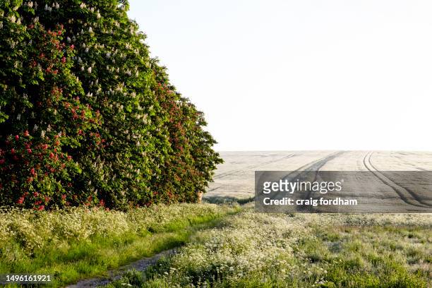 this is england. spring - grass verge stock pictures, royalty-free photos & images