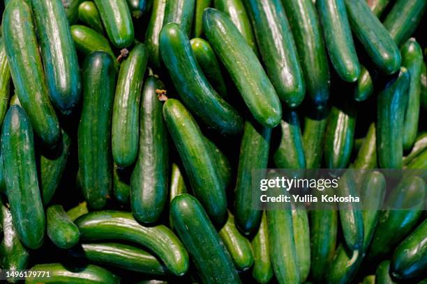 green cucumbers on shelf in supermarket. organic eating. agriculture - green salad 個照片及圖片檔