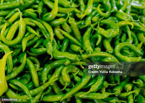 harvest of green chili peppers - piment photos et images de collection
