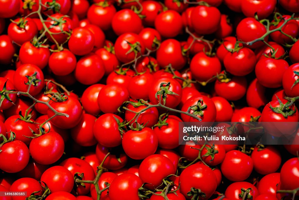 Red tomatoes background. Group of tomatoes close-up