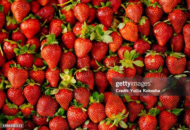 lots of fresh strawberries sold in the market - strawberry stock pictures, royalty-free photos & images