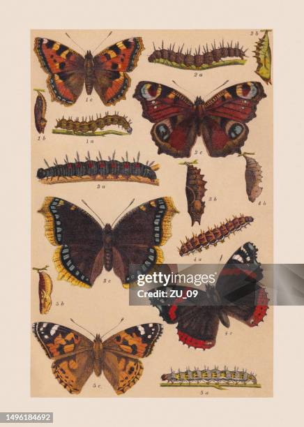 verschiedene schmetterlinge (nymphalidae), chromolithographie, veröffentlicht 1892 - small tortoiseshell butterfly stock-grafiken, -clipart, -cartoons und -symbole