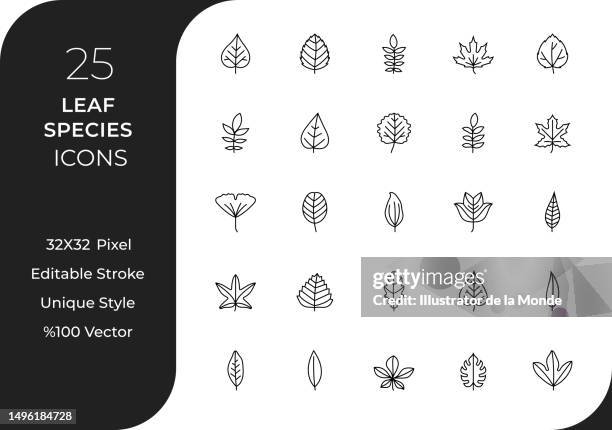 leaf species line icon set - bay leaf stock illustrations