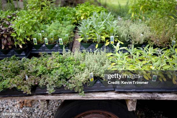 potted herbs for sale - kruidentuin stockfoto's en -beelden