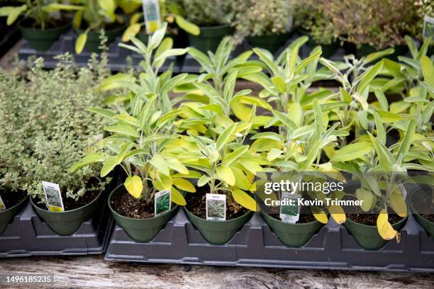 sage and thyme pots - thyme stock pictures, royalty-free photos & images