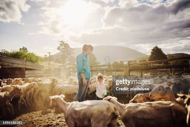 sustainable farming in australia - sheep muster stock pictures, royalty-free photos & images