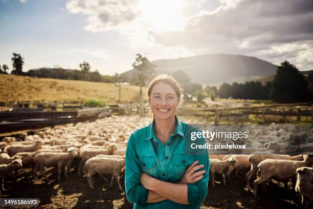 balancing beauty and hard work: a female farmer thriving in tasmanian sheep farming - sheep muster stock pictures, royalty-free photos & images