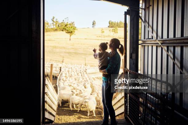 rural life in tasmania - sheep muster stock pictures, royalty-free photos & images