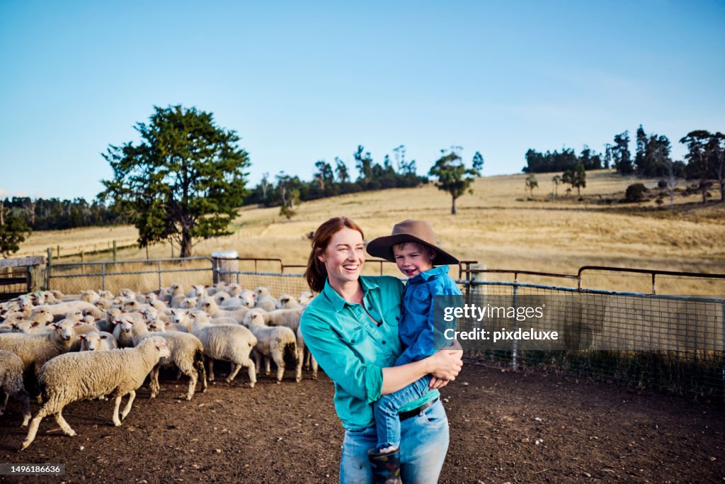 Sheep Farming in the Scenic Tasmania