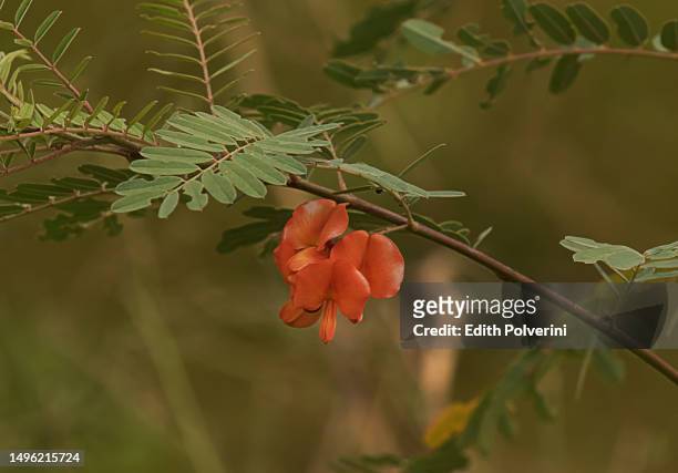 branch in flower - otamendi stock pictures, royalty-free photos & images