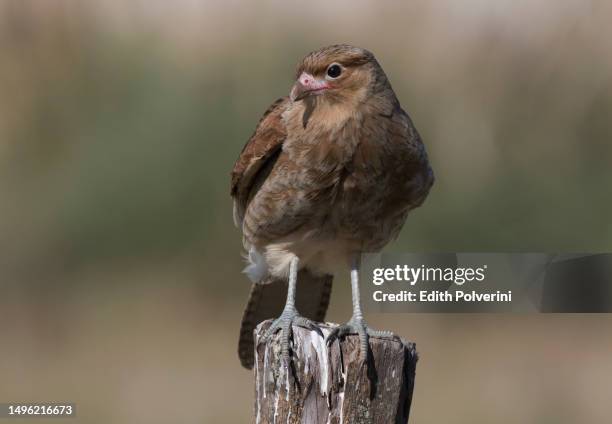 chimango caracara - chimango caracara stock pictures, royalty-free photos & images