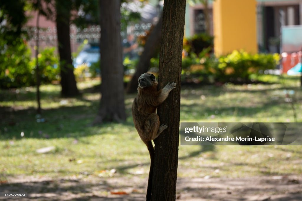 A Cotton-top Tamarin (Saguinus oedipus) is Hanging from the Tree