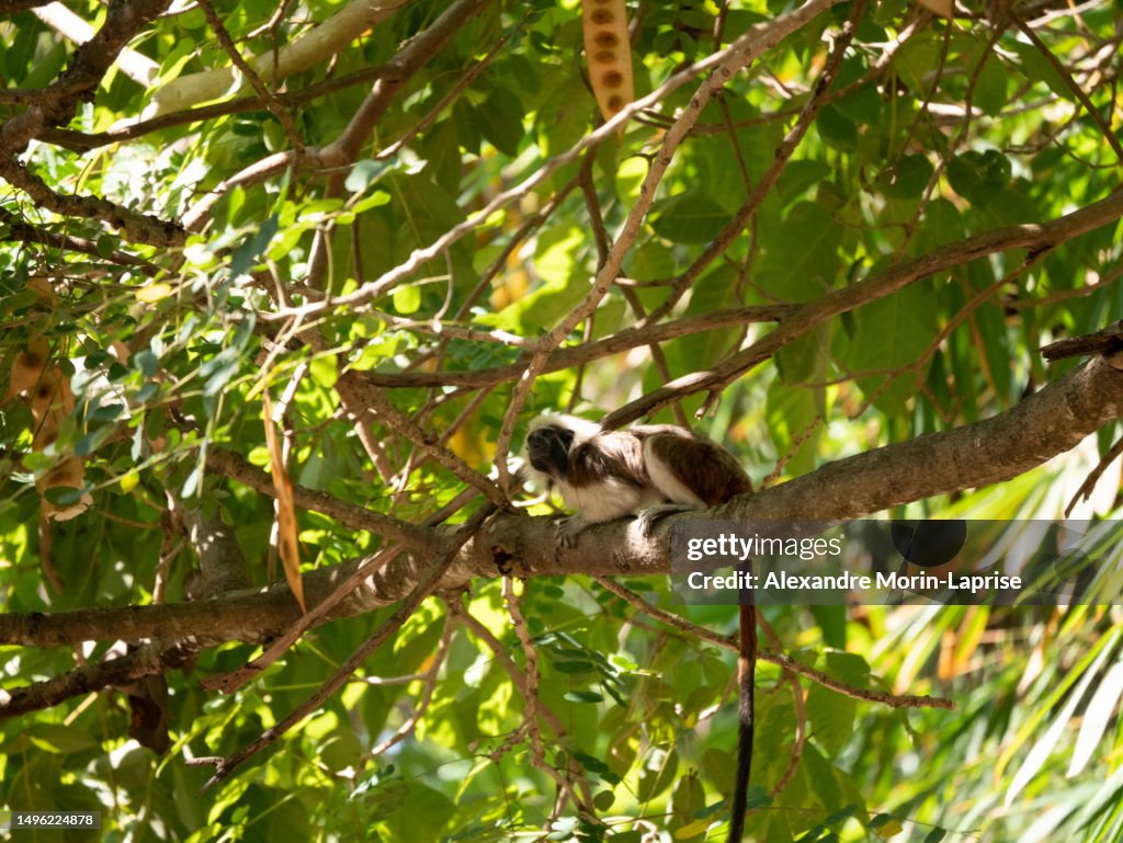A Cotton-top Tamarin (Saguinus oedipus) is Hanging from the Tree