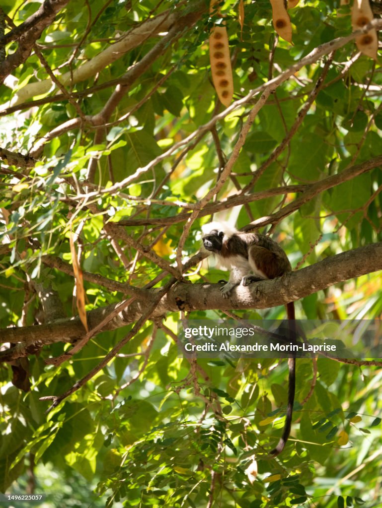 A Cotton-top Tamarin (Saguinus oedipus) is Hanging from the Tree
