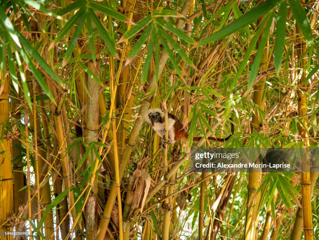 A Cotton-top Tamarin (Saguinus oedipus) is Hanging from the Tree