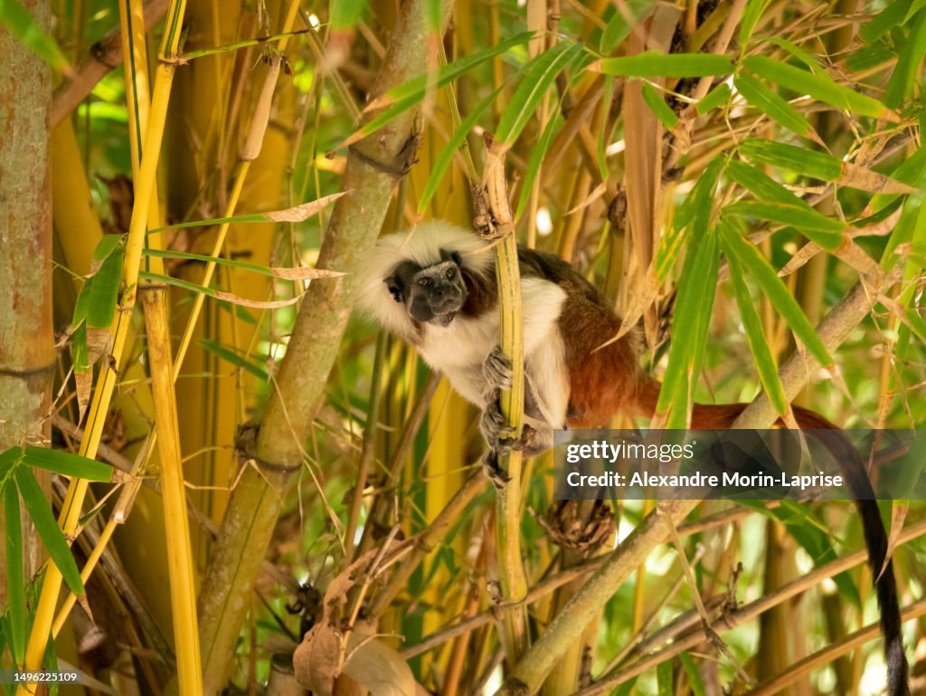 A Cotton-top Tamarin (Saguinus oedipus) is Hanging from the Tree