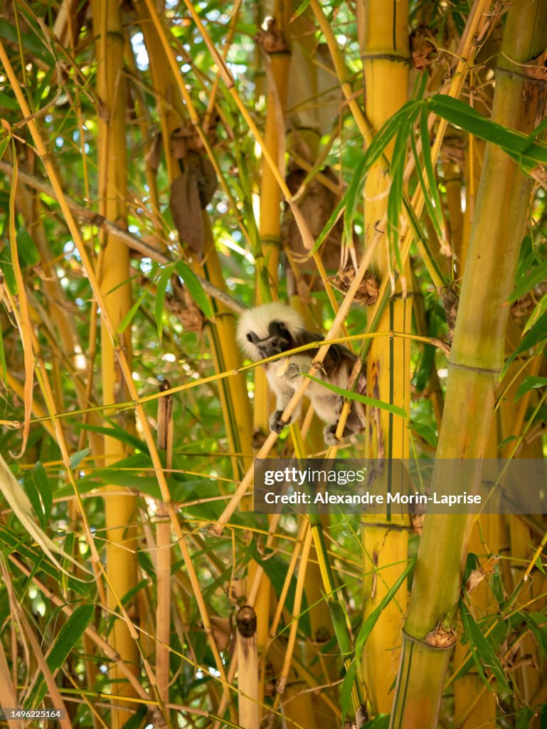 The Cotton-top Tamarin (Saguinus oedipus) is Eating a Banana