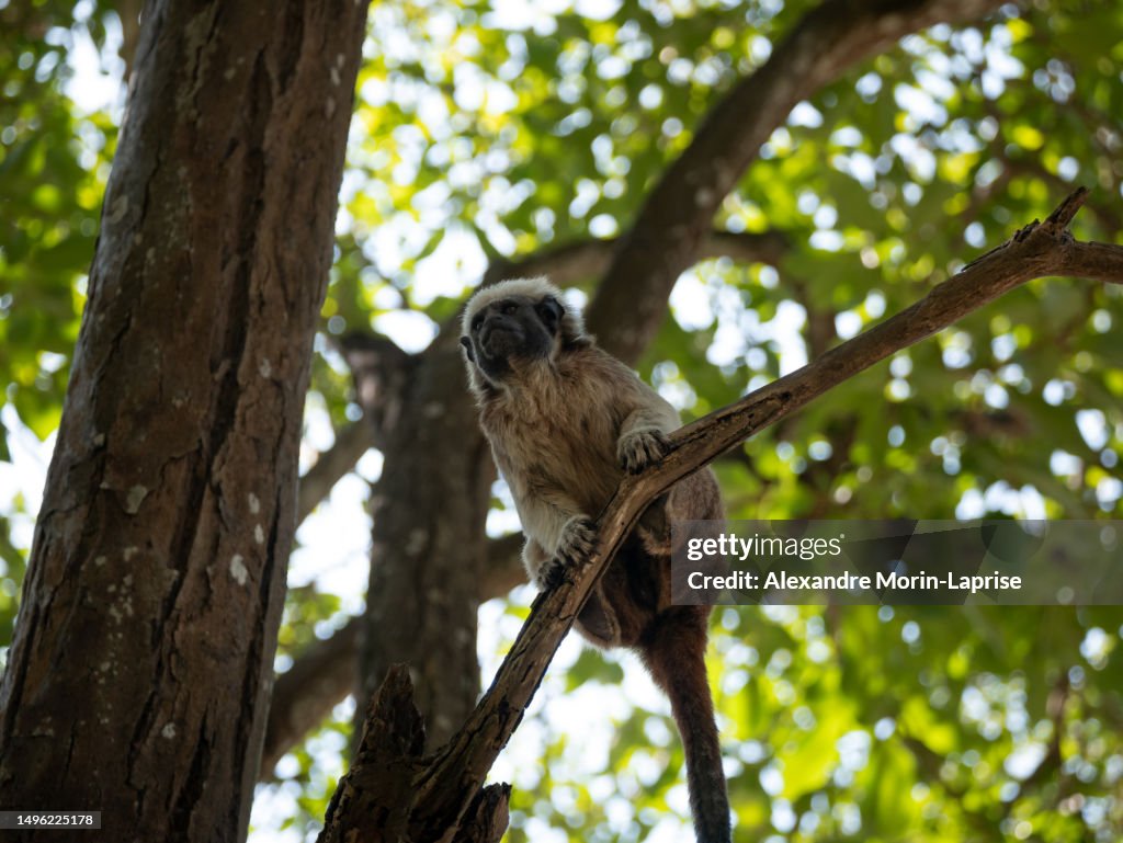 A Cotton-top Tamarin (Saguinus oedipus) is Hanging from the Tree