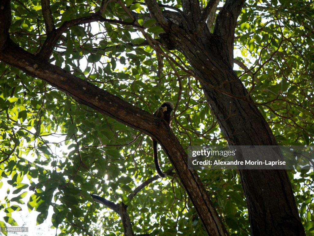 The Cotton-top Tamarin (Saguinus oedipus) is Eating a Banana