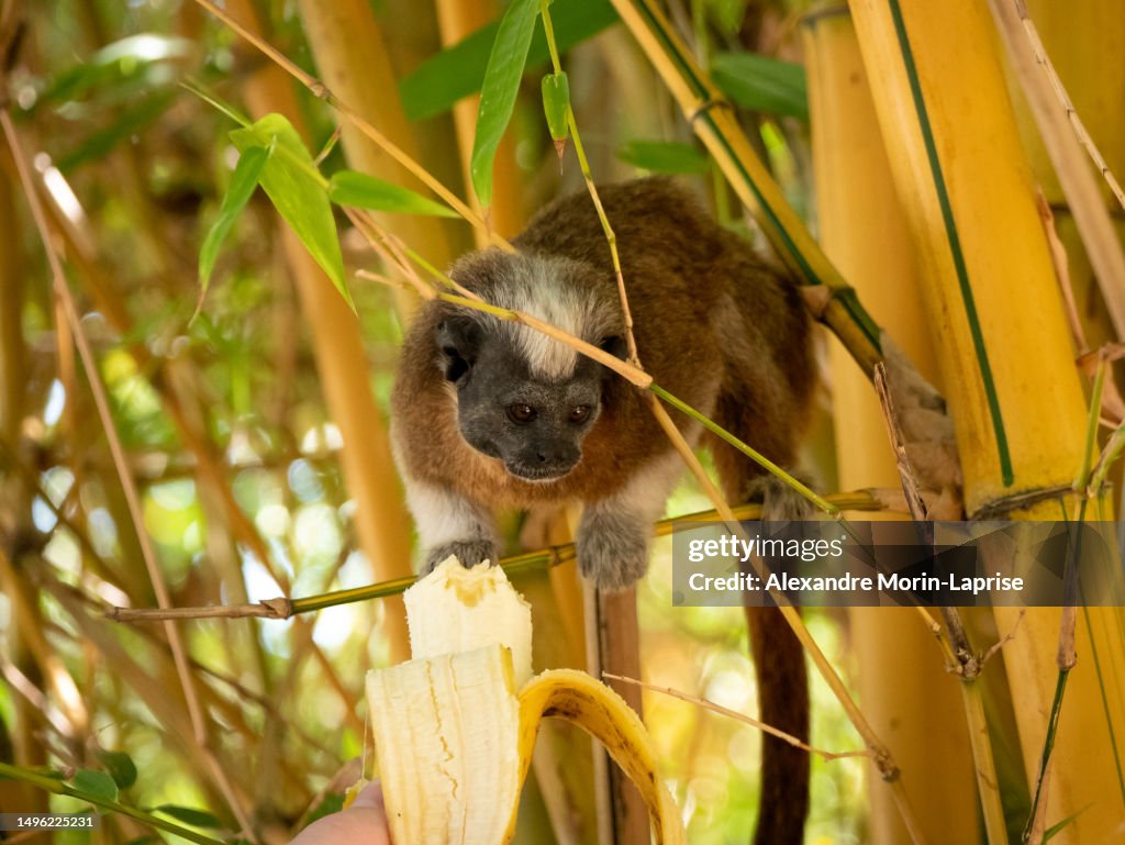 The Cotton-top Tamarin (Saguinus oedipus) is Eating a Banana