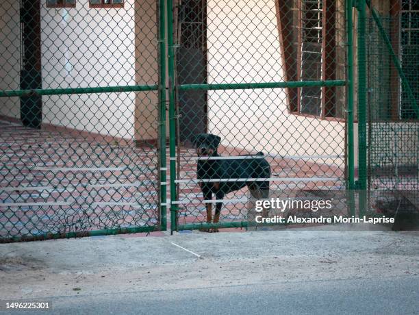 rottweiler, black dog behind bars guards the house - rottweiler imagens e fotografias de stock