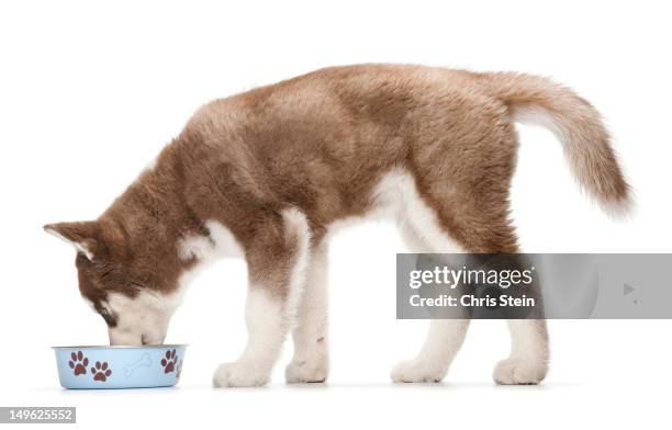 holiday christmas puppy standing and eating - dog bowl stock pictures, royalty-free photos & images