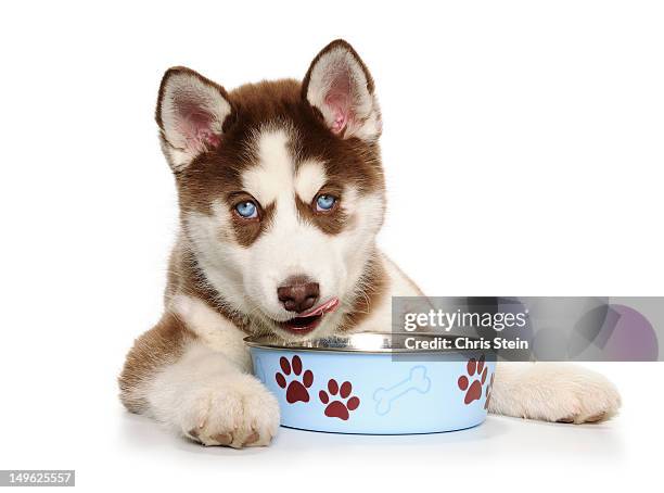 holiday christmas puppy eating - pet food stock pictures, royalty-free photos & images