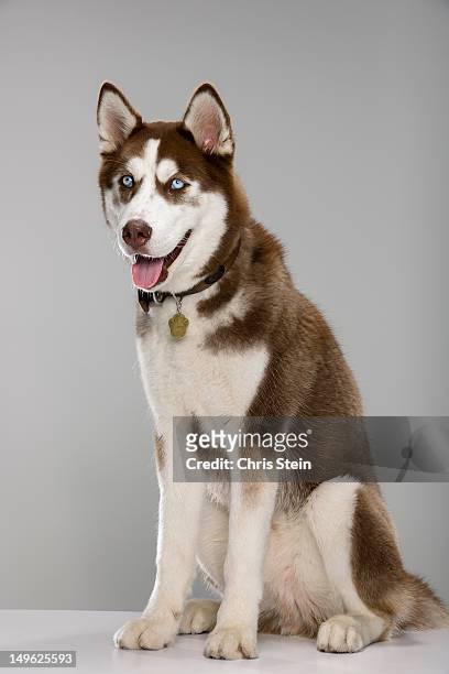 puppy husky portrait - husky fotografías e imágenes de stock