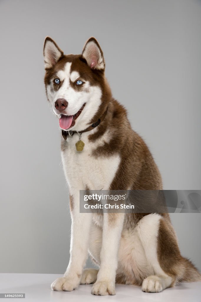 Puppy Husky Portrait