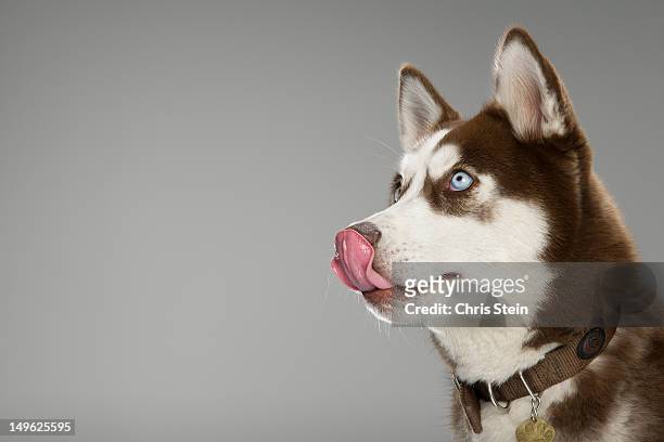 head portrait of a husky licking his nose - schnauze stock-fotos und bilder