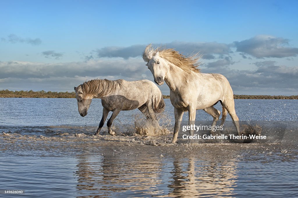 Camargue stallions in the water