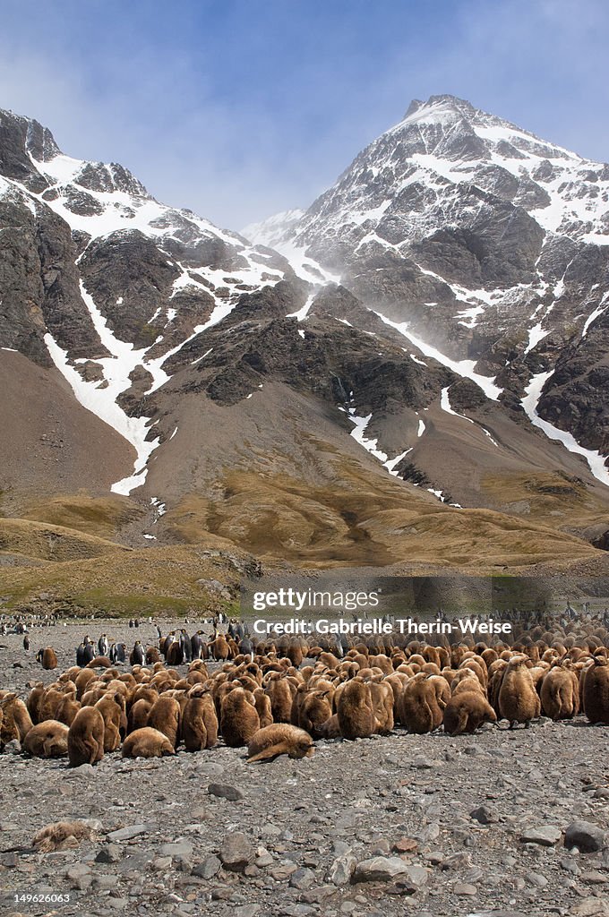 King Penguins (Aptenodytes patagonicus)