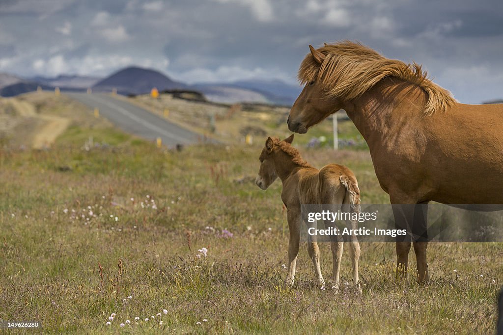 Mare and foal