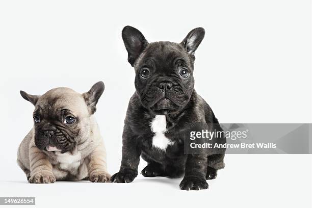 puppies seated together on a white background - french bulldog 個照片及圖片檔